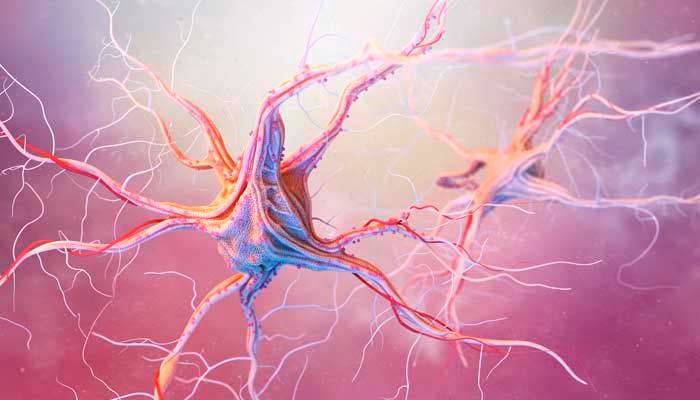 neurone filamenti