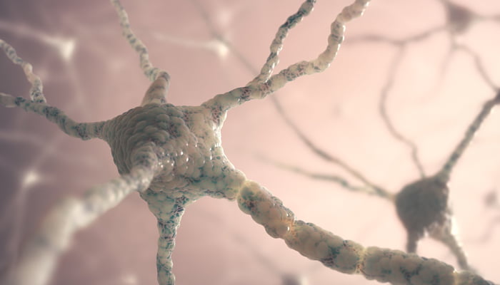 neurone-periferico